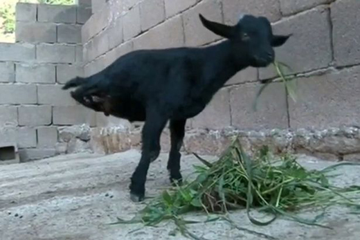 young-goat 